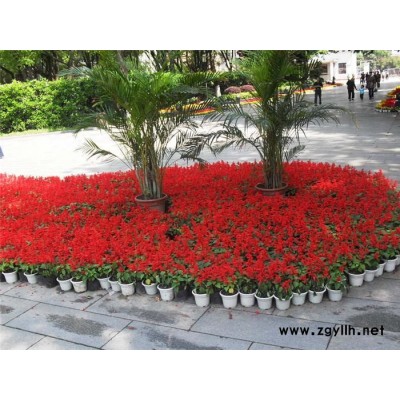 草花-芳青花卉苗-道路草花