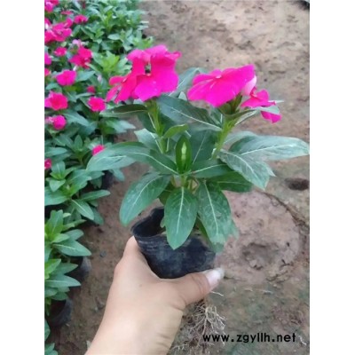 草花-芳青花卉苗-十月一草花