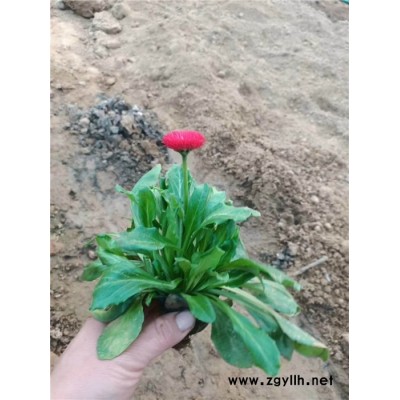 草花-芳青花卉苗-青州市草花