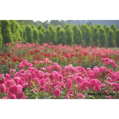 南陽月季基地(圖)-微型月季樹花-邢臺月季樹花