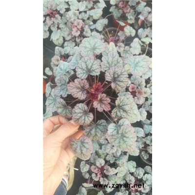礬根-芳青花卉苗(圖)-礬根單價
