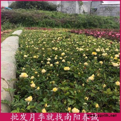 大花月季種苗基地-大花月季種苗-春誠月季基地供應