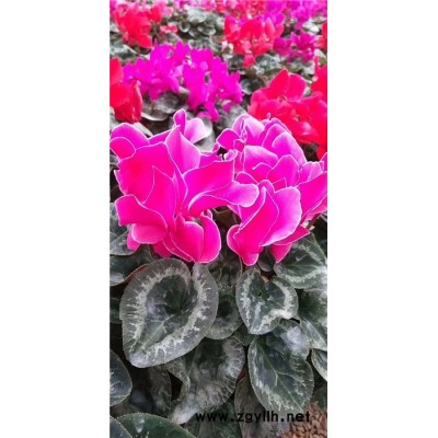 芳青花卉苗(在線咨詢)-仙客來-仙客來盆栽苗