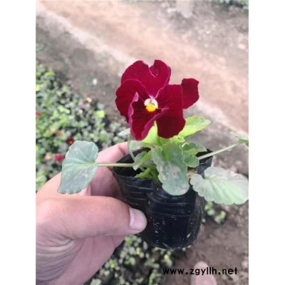 草花多少錢-草花-芳青花卉苗(在線咨詢)