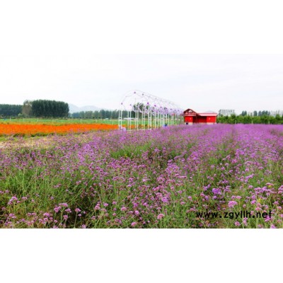 芳青花卉苗(圖)-宿根草花-草花