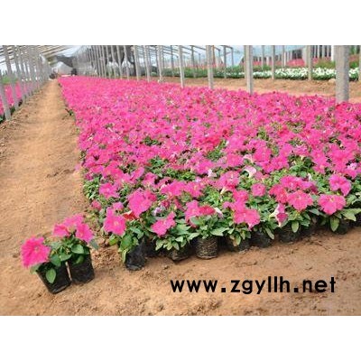 草花造型-草花-芳青花卉苗