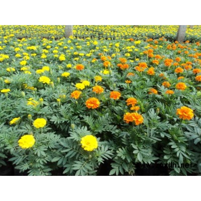草花-草花品種-芳青花卉苗(誠(chéng)信商家)