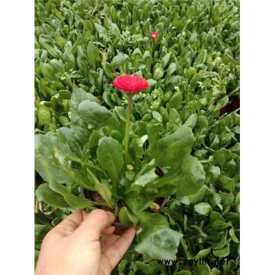 草花-芳青花卉苗(誠(chéng)信商家)
