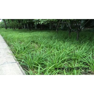 青綠苔草產地-青綠苔草-芳青花卉苗(在線咨詢)