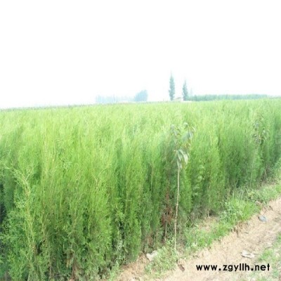 芳青花卉苗-側柏