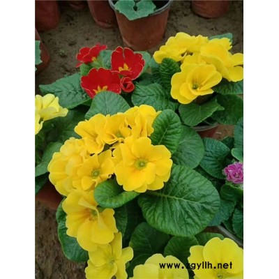 報春花哪里賣-報春花-芳青花卉苗(圖)
