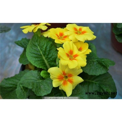冬季報春花-報春花-芳青花卉苗(查看)