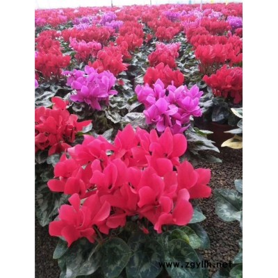 仙客來盆栽苗-仙客來-芳青花卉苗(在線咨詢)