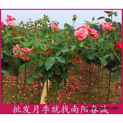 各種花色樹狀月季樹基地-各種花色樹狀月季樹-春誠月季現選現挖