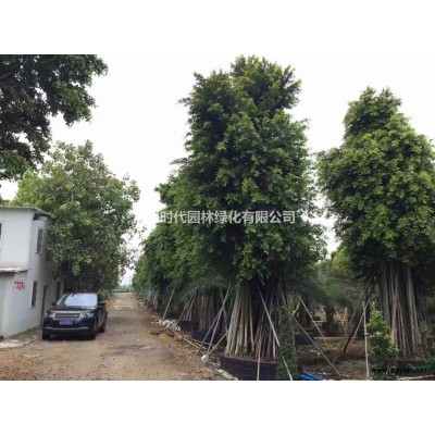 廣州南沙廣大花木大量供應(yīng)叢生多桿紅果冬青