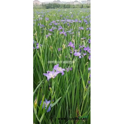 垂絲海棠大量供應