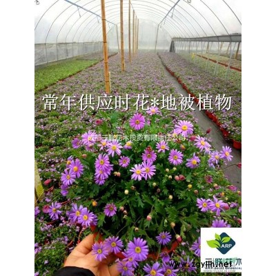 紅梅、無患子、樸樹、烏桕、垂絲海棠