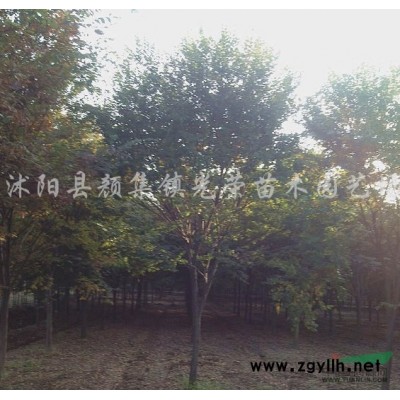 紫竹、淡竹、箬竹、剛竹