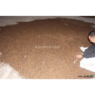 雙紅紫薇多少錢？重慶馳騰苗木告訴你價(jià)格
