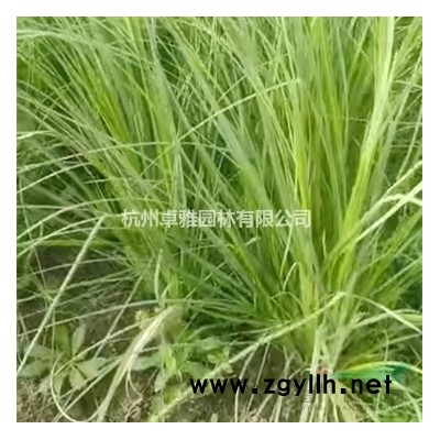 鳳尾竹(美植袋),花境植物,球類,工程用苗木,庭園用花卉