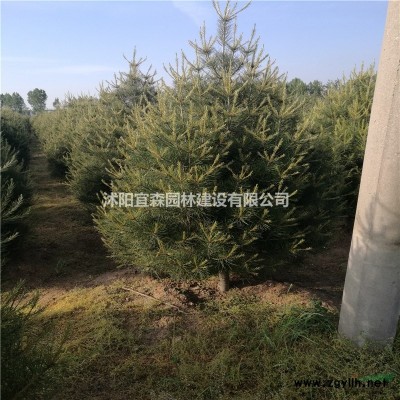 江蘇青竹批發(fā)-竹子批發(fā)-景觀竹批發(fā)-竹子苗批發(fā)