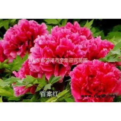 綠化芍藥