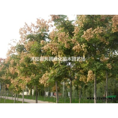 烏桕價格_烏桕圖片_烏桕產(chǎn)地_烏桕綠化苗木苗圃基地