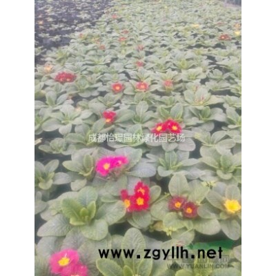 【人面竹地苗什么價格 人面竹多少錢一棵】