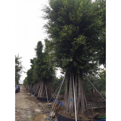 廣州南沙大量?jī)?yōu)惠供應(yīng)雞蛋花