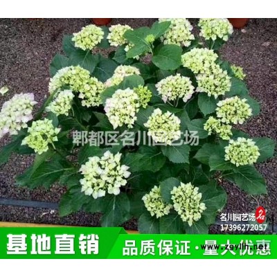 成都竹子基地_庭院竹子批發_羅漢竹價格_供應佛肚竹_佛肚竹苗圃_青竹報價_景觀觀竹_微型竹_盆景竹