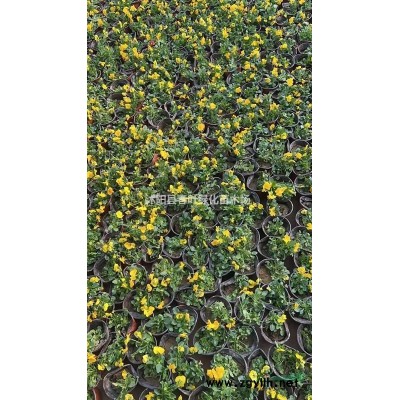 平枝荀子價格平枝荀子杯苗平枝荀子產地