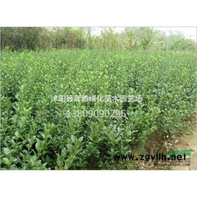 金鑲玉竹價格_金鑲玉竹圖片_金鑲玉竹綠化苗木苗圃基地
