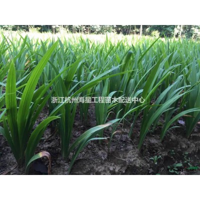 花葉蔓長春(水生植物,毛球,色塊,工程用苗)