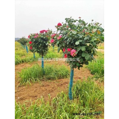 8公分精品樹狀月季 古樁月季 樁景月季【原產地南陽大基地直供】