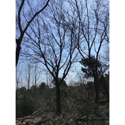 大量樸樹