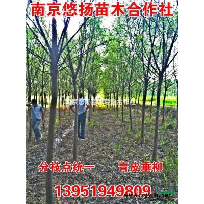 專業(yè)供應(yīng)本石楠球，精品紅葉石楠球，紅葉石楠小苗，高桿紅葉石楠