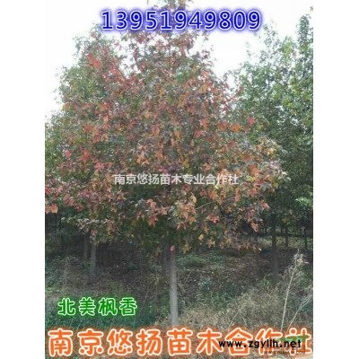 南京蜀檜，蜀檜基地直接批發(fā)1米蜀檜1.5米蜀檜，2米蜀檜龍柏