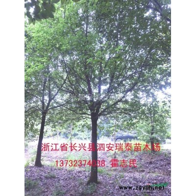 青梅樹