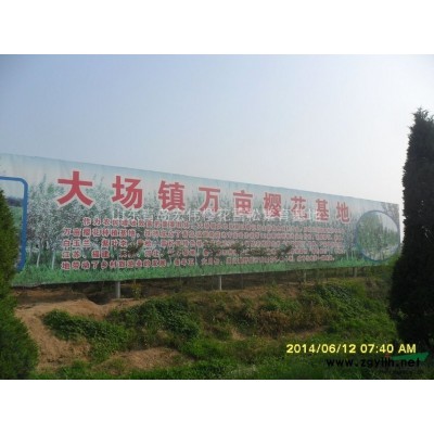 日本櫻花基地，山東櫻花供應，山東櫻花批發。山東青島櫻花基地，
