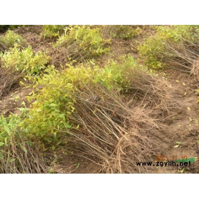 軟籽石榴樹苗 突尼斯石榴樹苗 河陰石榴樹苗基地 石榴樹苗批發(fā)
