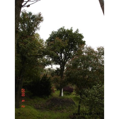 廣玉蘭