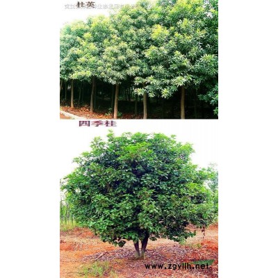 20萬株四季桂