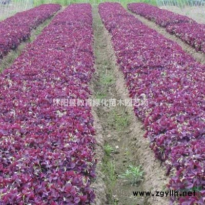 江蘇金枝國槐各種規格新報價