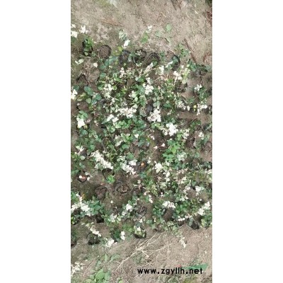 浙江退林還耕 6-10公分黃山欒樹批發(fā)/供應(yīng)