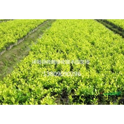 別 稱槐樹 槐蕊 豆槐 白槐國槐價格更新 國槐報價