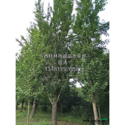 專(zhuān)業(yè)供應(yīng)優(yōu)質(zhì)國(guó)槐 優(yōu)質(zhì)國(guó)槐售歡迎選購(gòu) 桂林國(guó)槐
