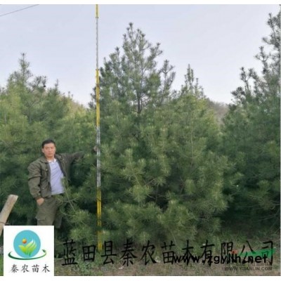 供應藍田4.5米綠化白皮松|藍田4.5米白皮松報價|秦農苗木