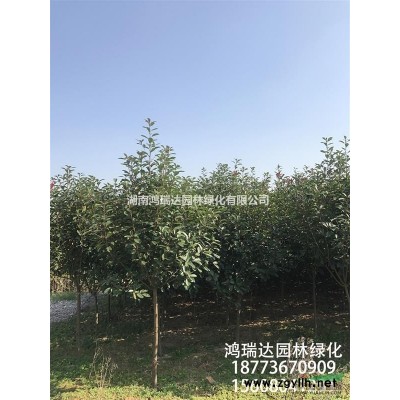江蘇地區(qū)大量處理800棵6-7公分移植欒樹