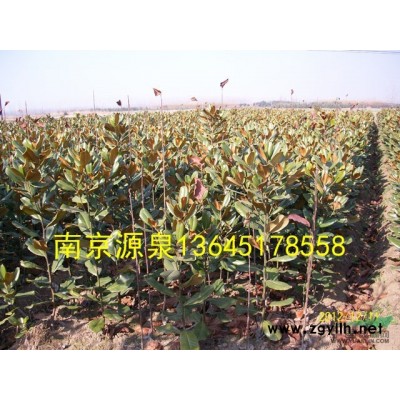 11公分欒樹價格/11cm欒樹價格