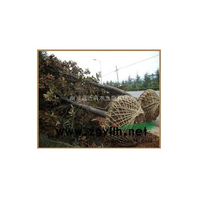 南京地區(qū)欒樹價(jià)格、優(yōu)質(zhì)欒樹價(jià)格